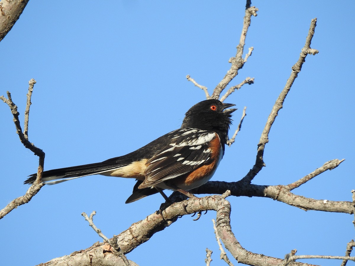 Spotted Towhee - ML620105763