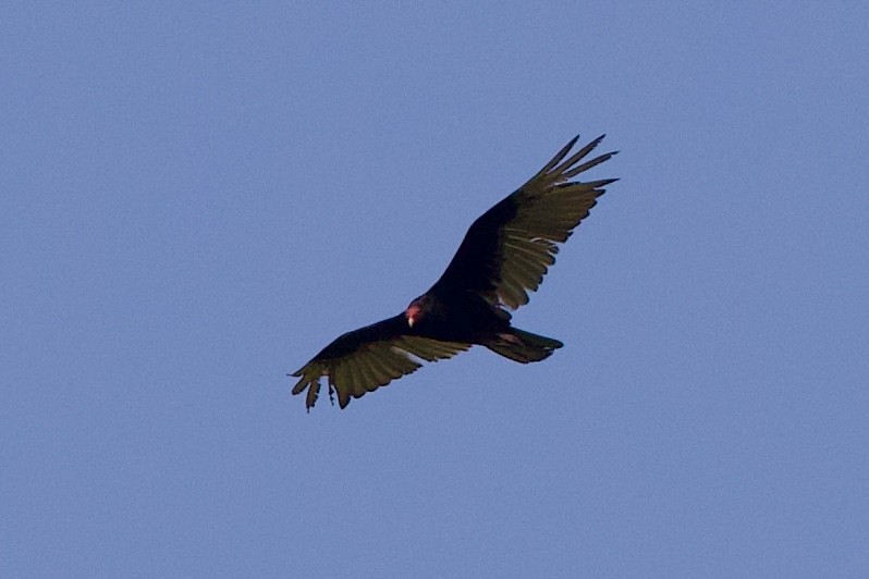 Turkey Vulture - ML620105766