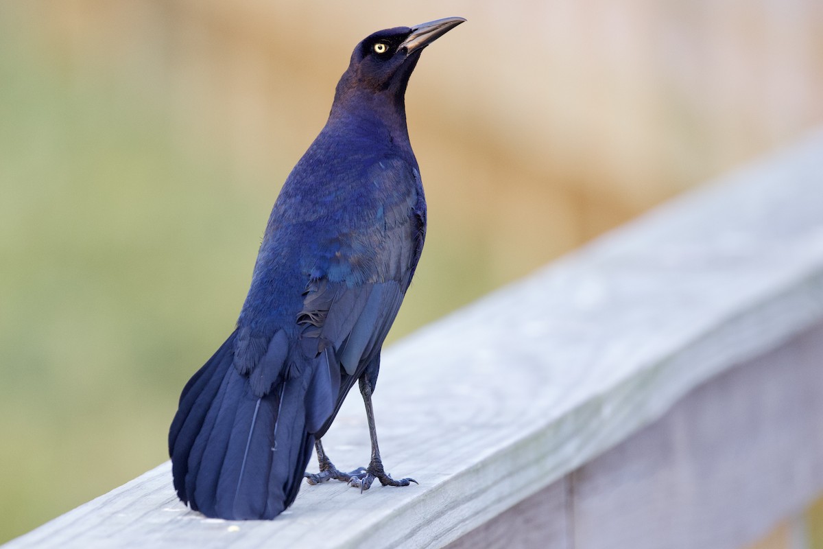 Great-tailed Grackle - ML620105776