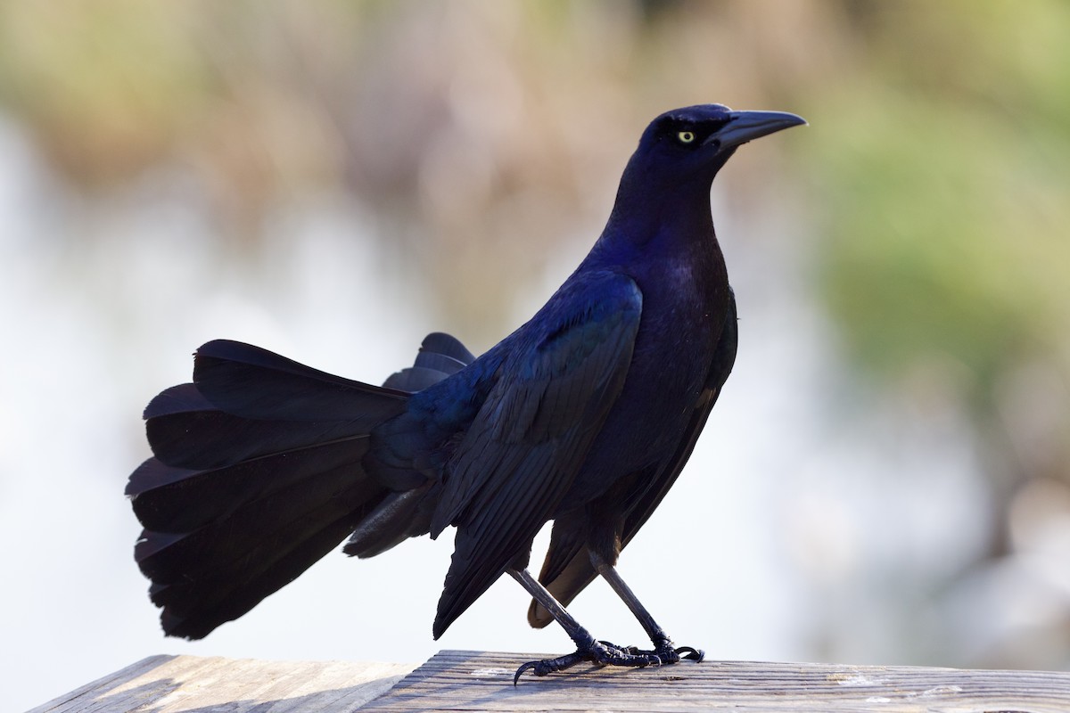 Great-tailed Grackle - ML620105777