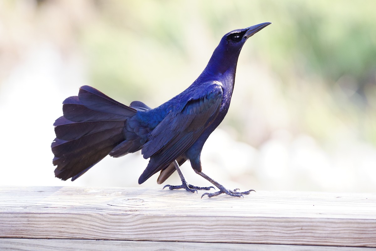 Great-tailed Grackle - ML620105778