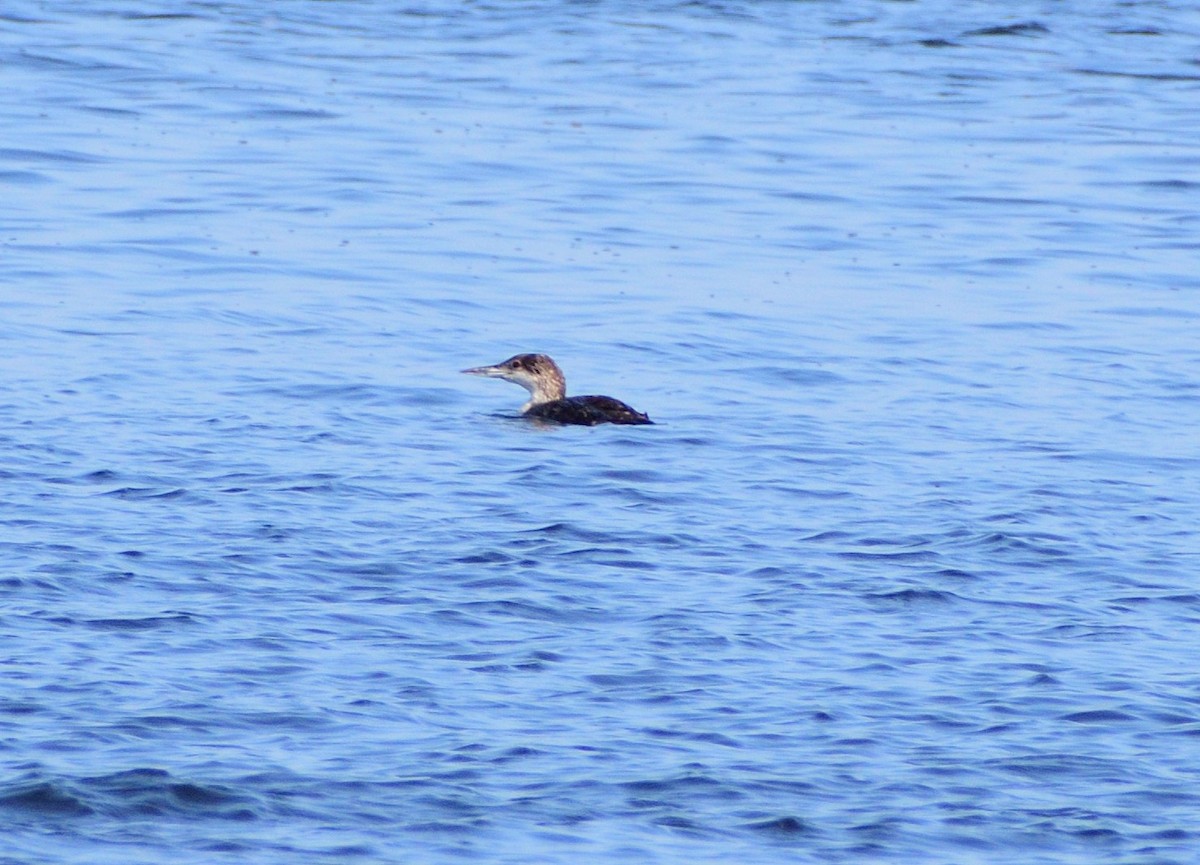 Common Loon - ML620105782