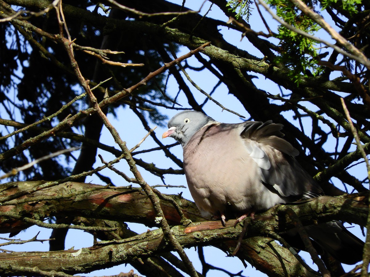 Common Wood-Pigeon - ML620105784