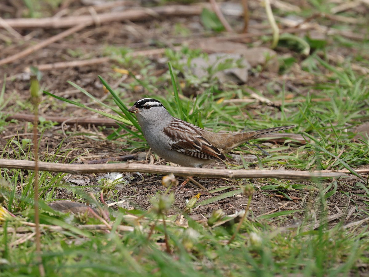 White-crowned Sparrow (leucophrys) - ML620105794