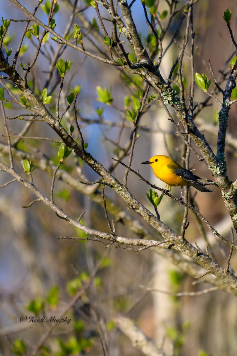 Prothonotary Warbler - ML620105799