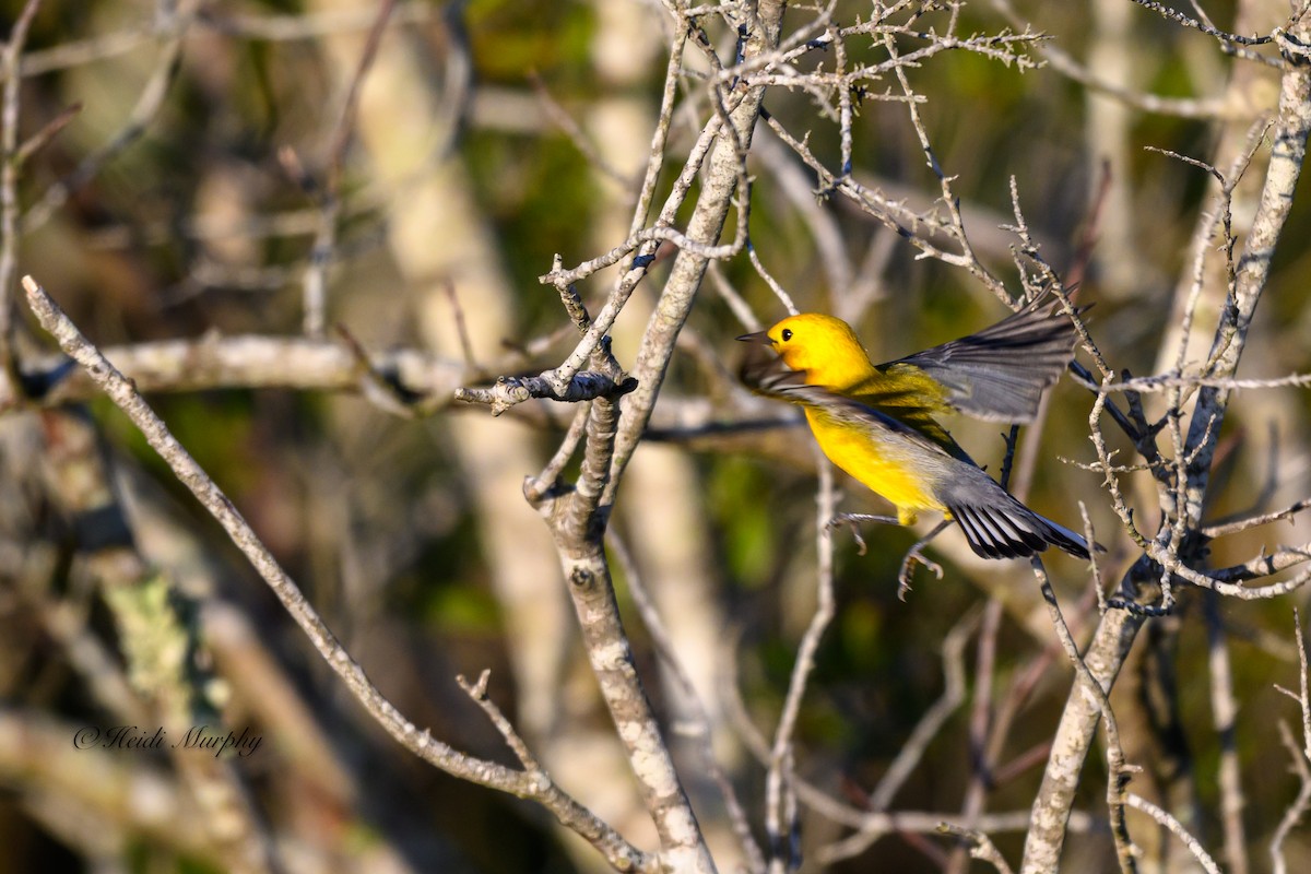 Prothonotary Warbler - ML620105800
