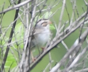 Clay-colored Sparrow - ML620105805