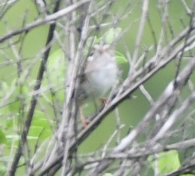 Clay-colored Sparrow - ML620105807