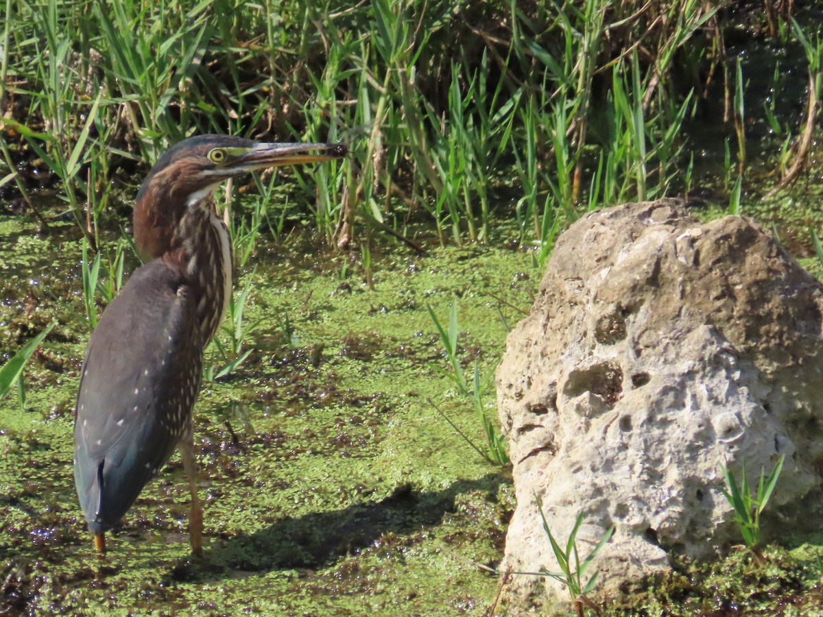 Green Heron - ML620105810