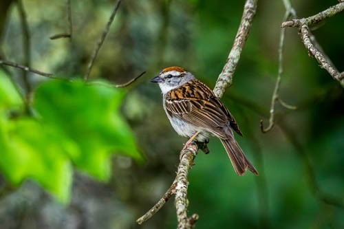 Chipping Sparrow - ML620105811