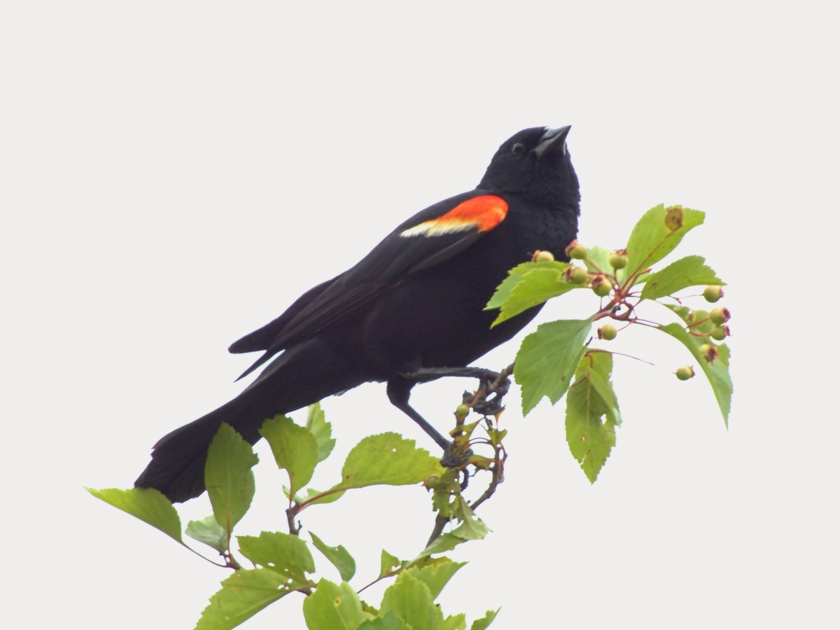 Red-winged Blackbird - ML620105846
