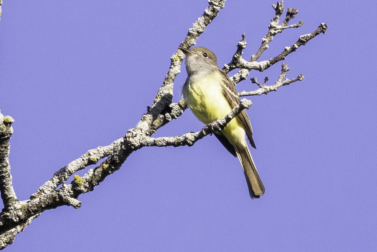 Great Crested Flycatcher - ML620105857