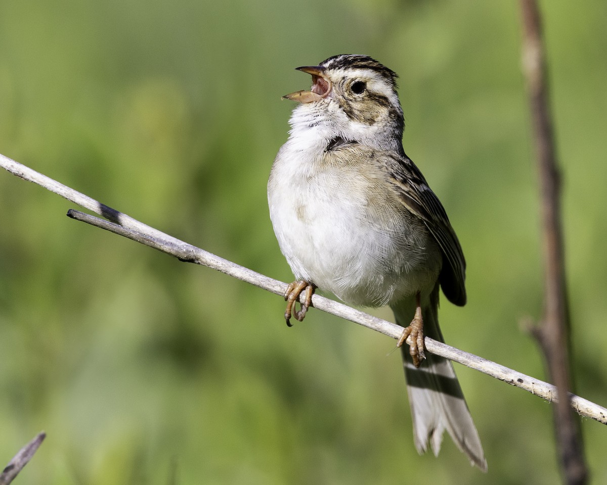 Clay-colored Sparrow - ML620105876