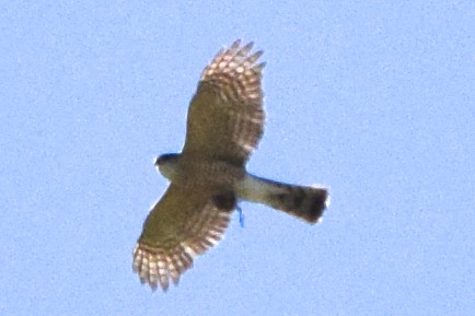 Sharp-shinned/Cooper's Hawk - ML620105881