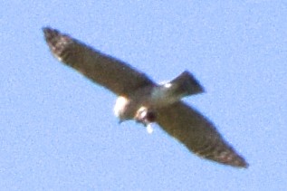 Sharp-shinned/Cooper's Hawk - ML620105883