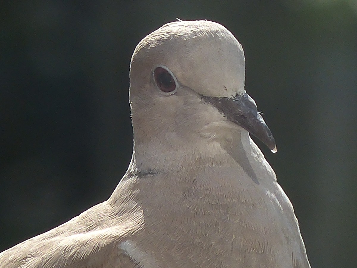 Eurasian Collared-Dove - ML620105887
