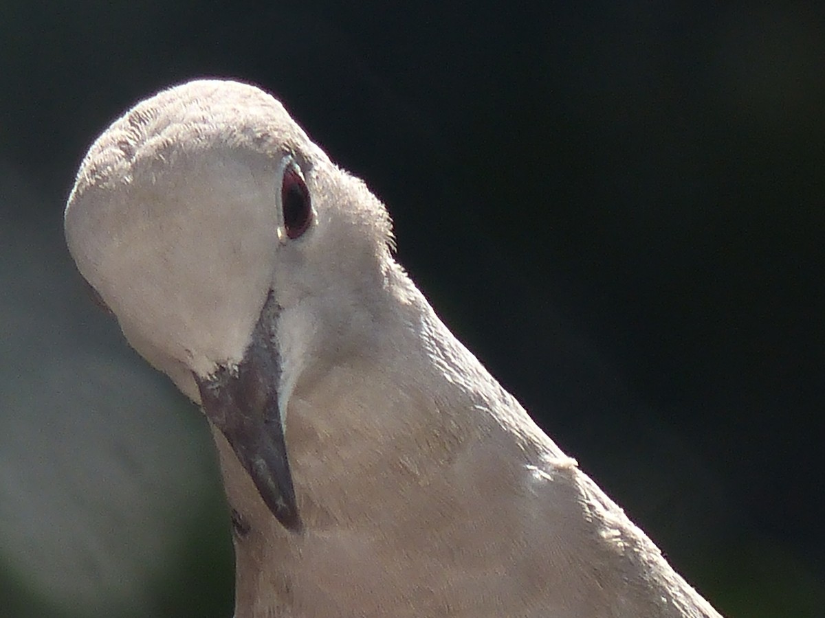 Eurasian Collared-Dove - ML620105888