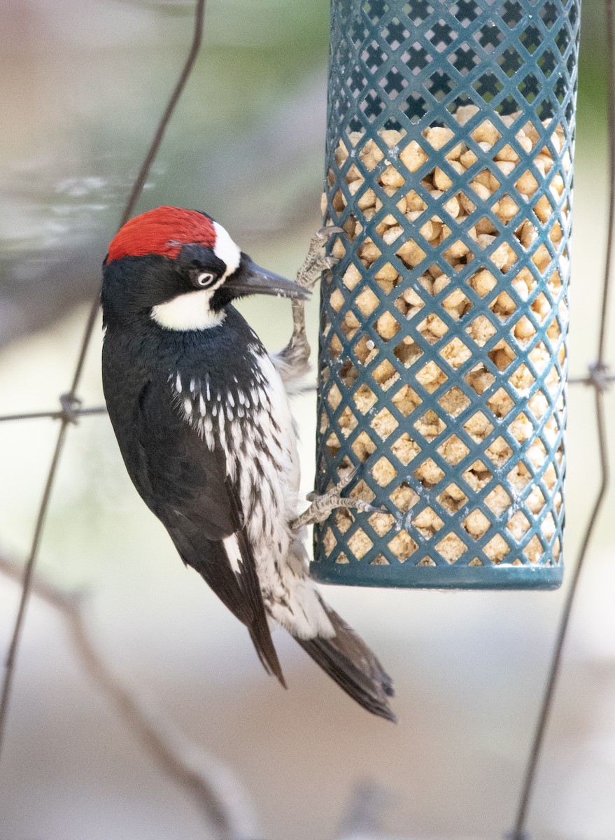 Acorn Woodpecker - ML620105890