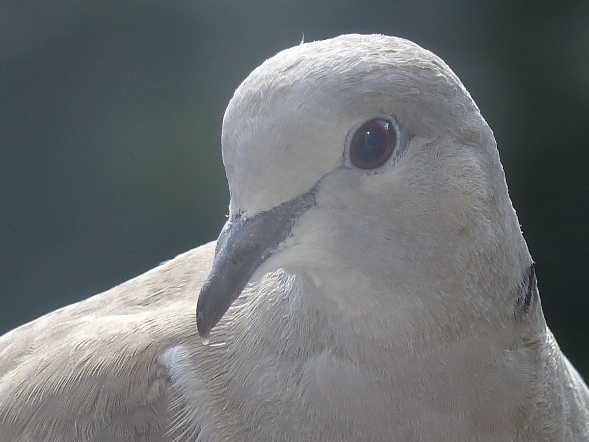 Eurasian Collared-Dove - ML620105899
