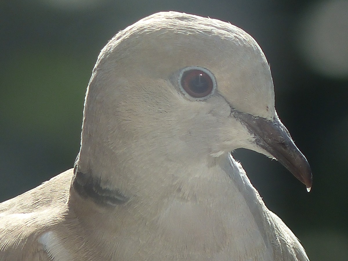 Eurasian Collared-Dove - ML620105900