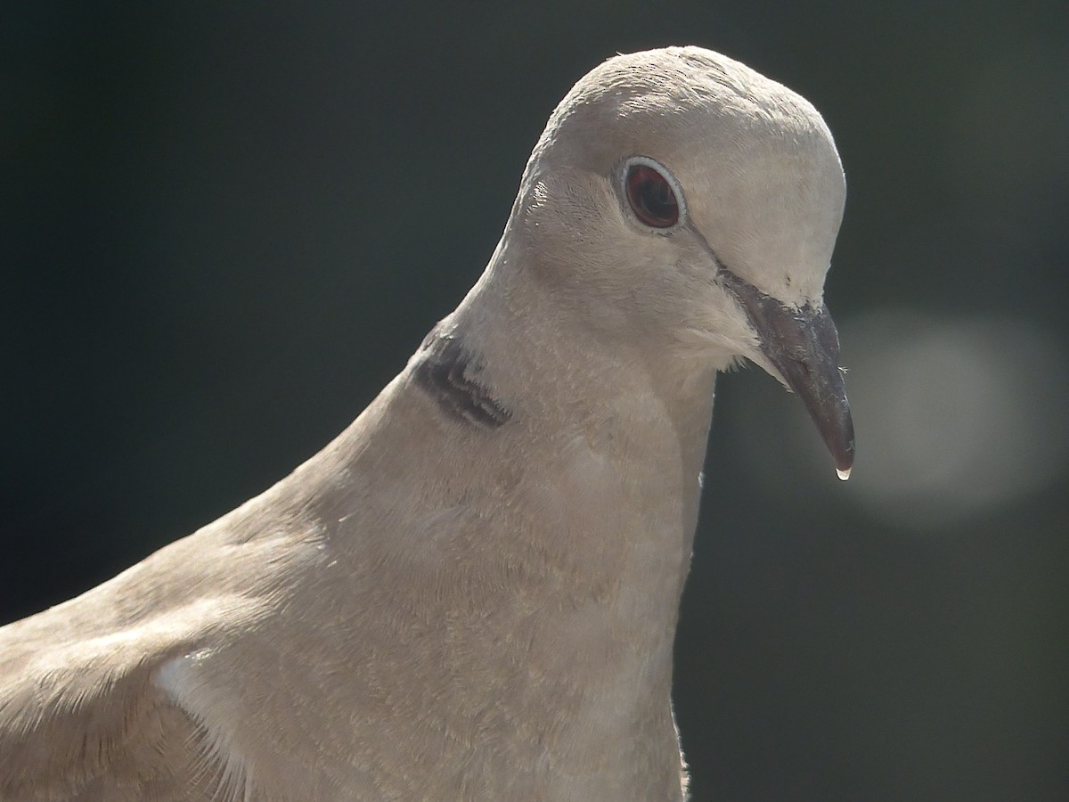 Eurasian Collared-Dove - ML620105903