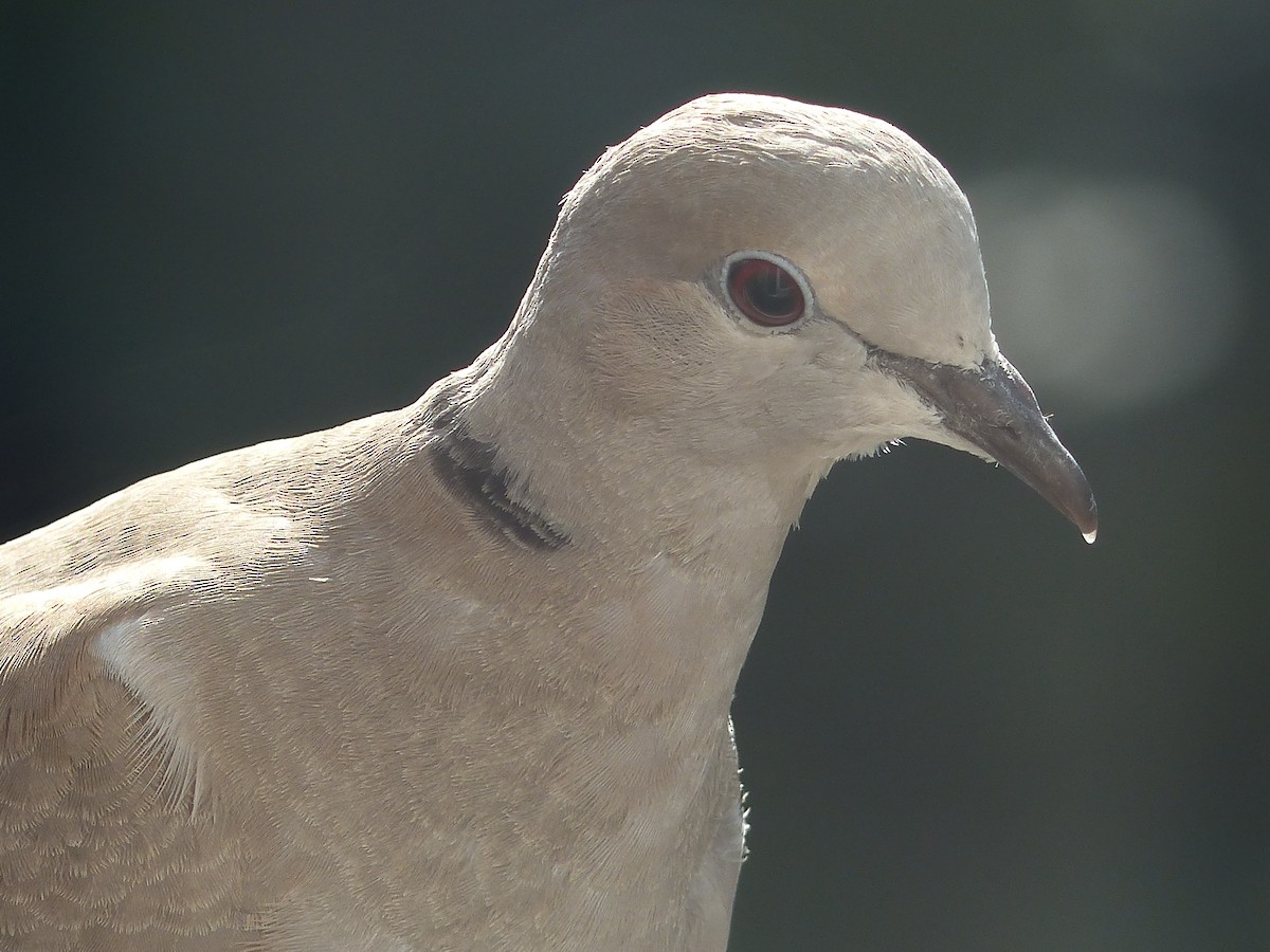 Eurasian Collared-Dove - ML620105905