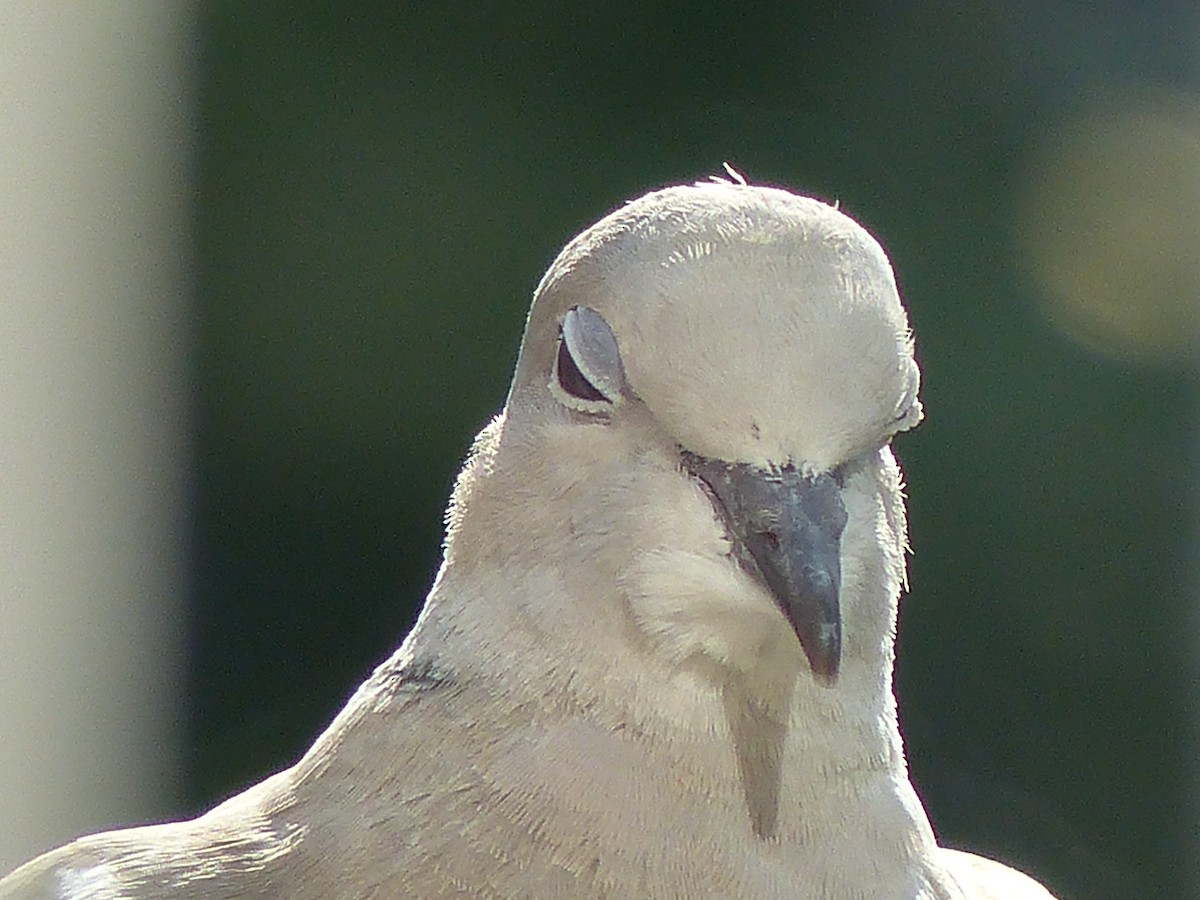 Eurasian Collared-Dove - ML620105907