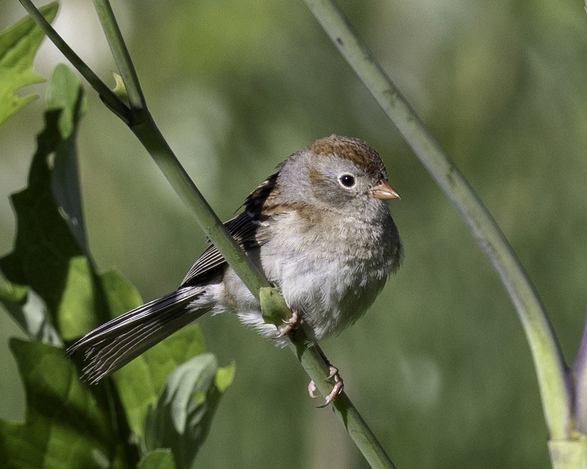 Field Sparrow - ML620105915
