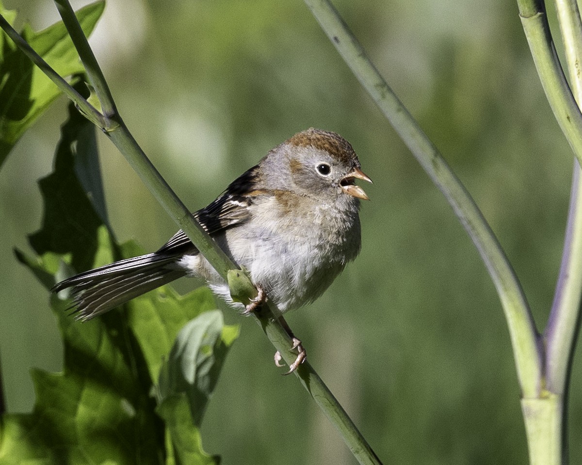 Field Sparrow - ML620105916