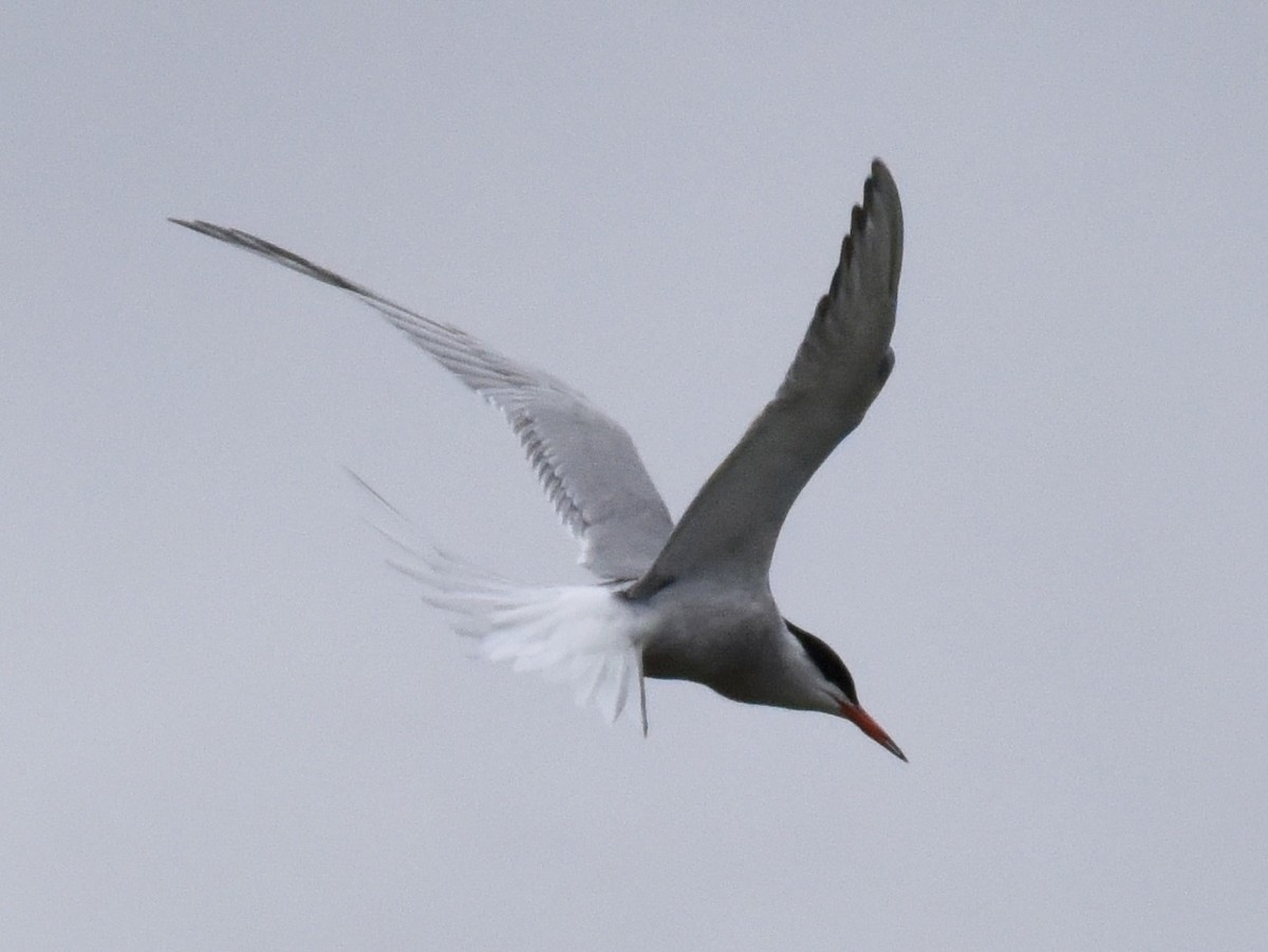 Common Tern - ML620105941