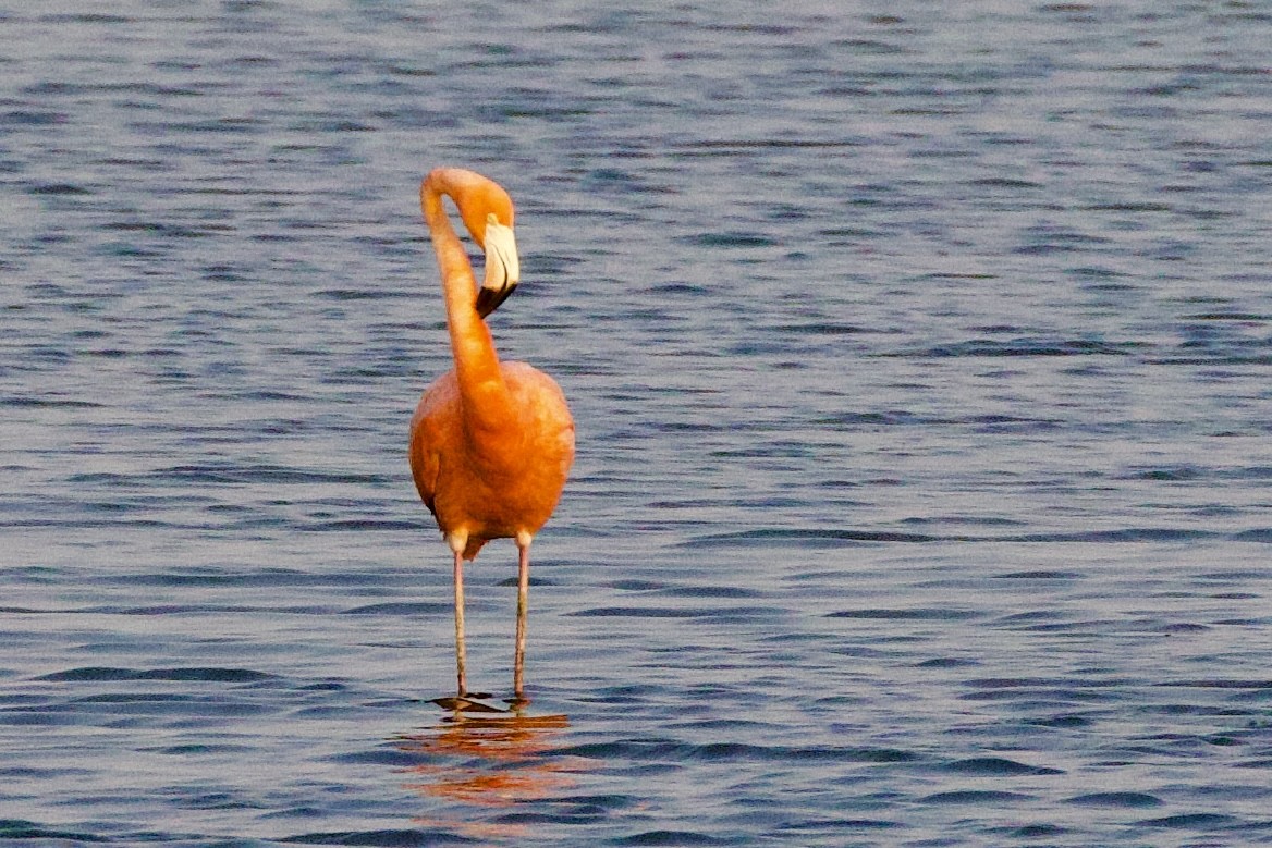 Amerika Flamingosu - ML620105951