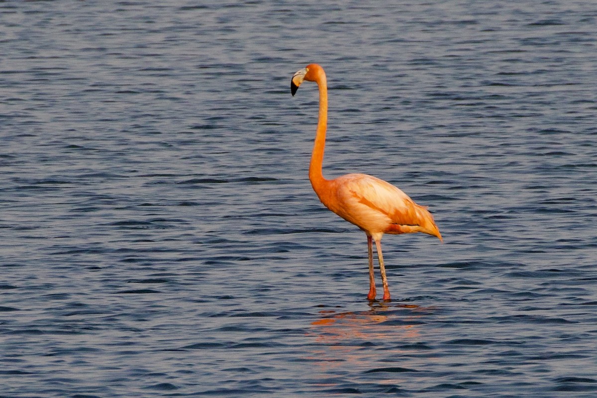 Amerika Flamingosu - ML620105952