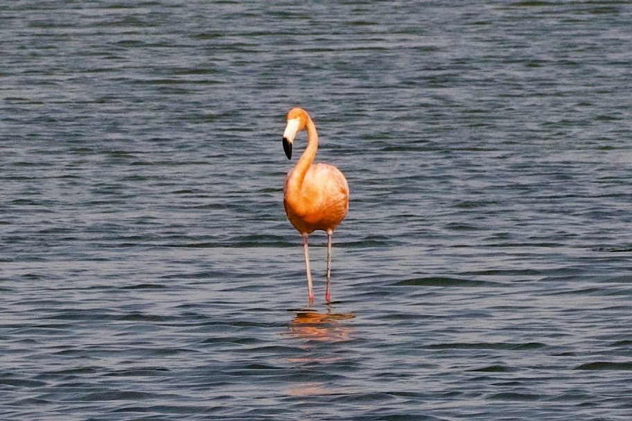 Amerika Flamingosu - ML620105953