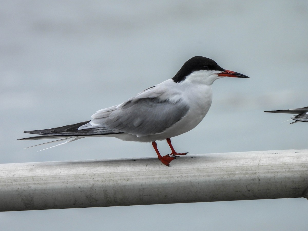Common Tern - ML620105956