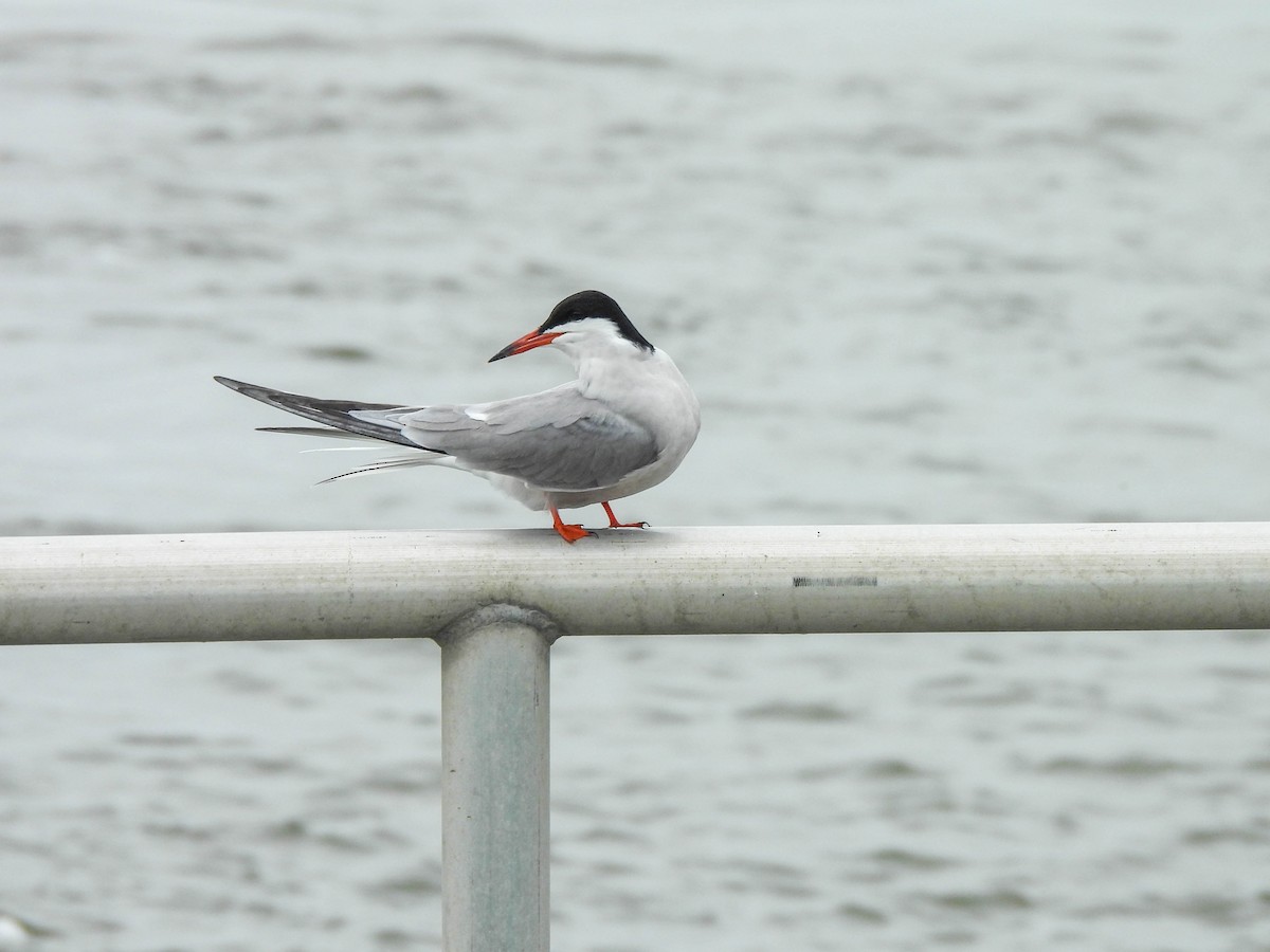 Common Tern - ML620105958