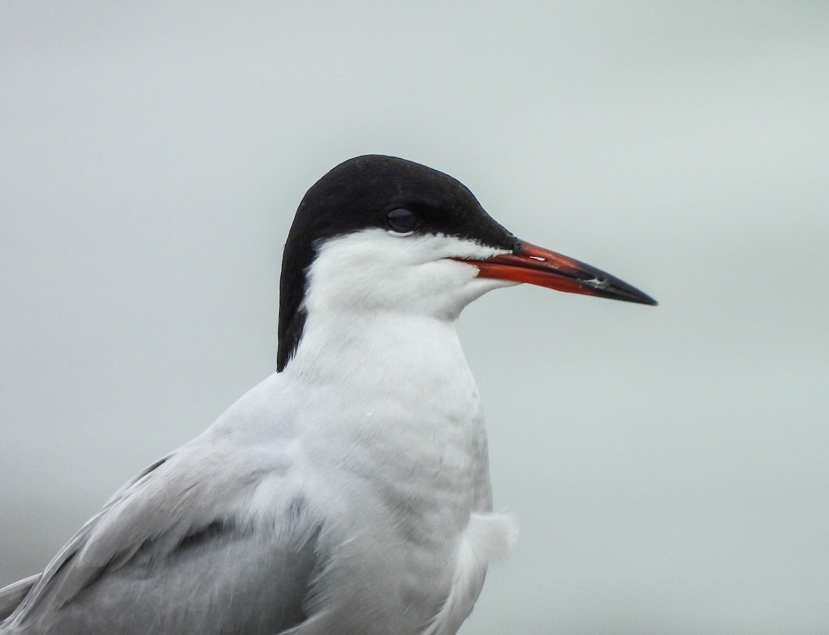 Common Tern - ML620105959