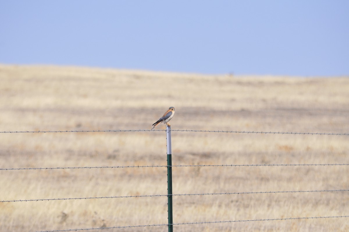 American Kestrel - ML620105960