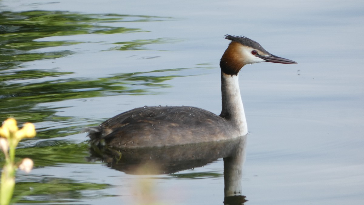 Great Crested Grebe - Andris Cemme