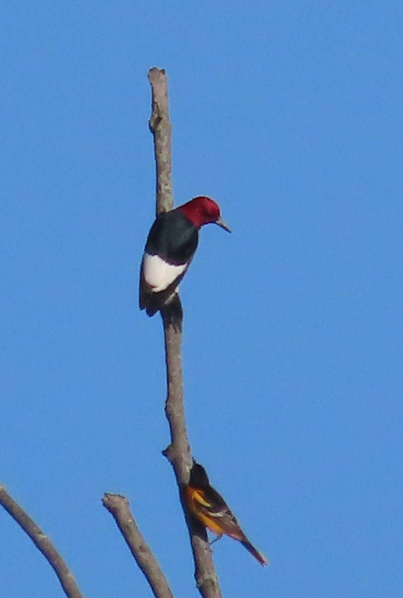 Red-headed Woodpecker - ML620105969
