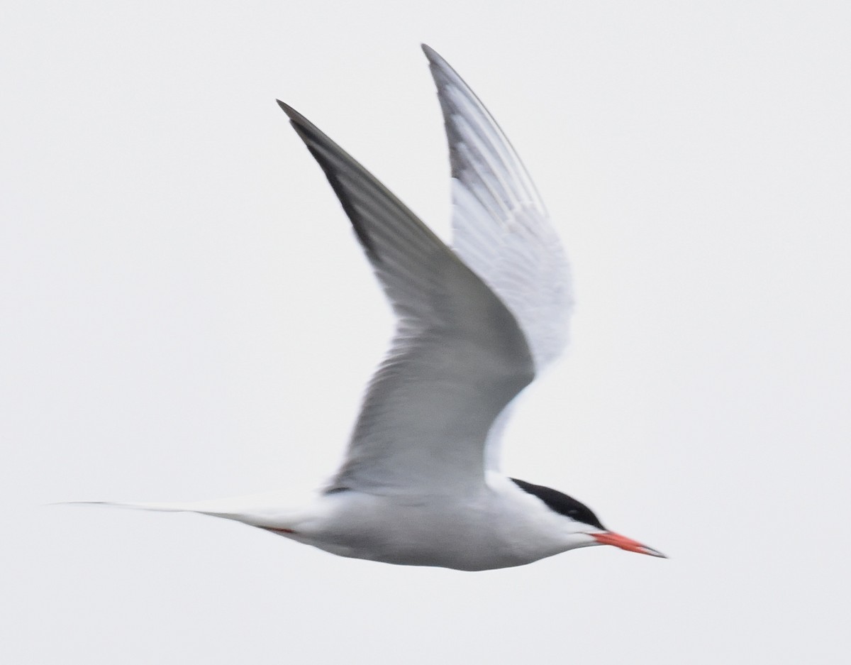 Common Tern - ML620105970