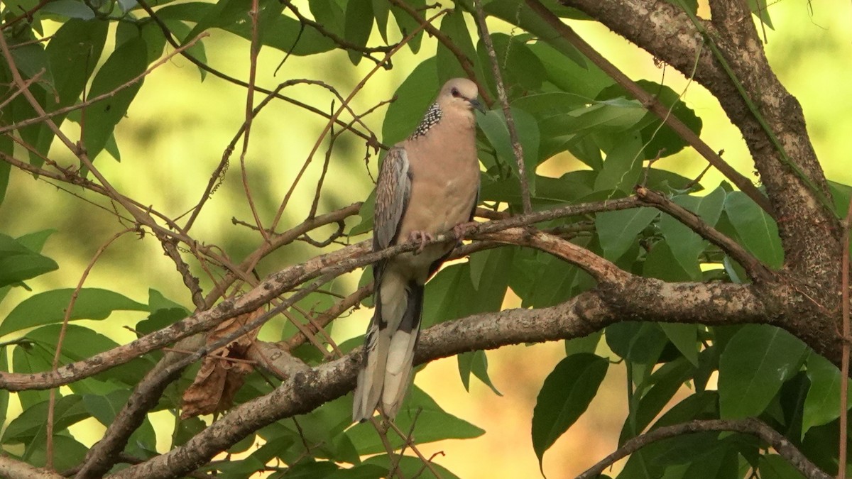 Spotted Dove - ML620105990