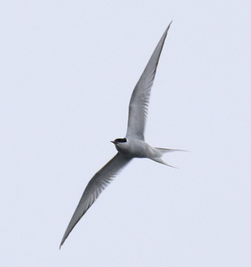 Arctic Tern - ML620106034