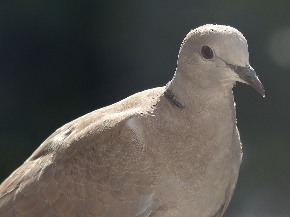 Eurasian Collared-Dove - ML620106055