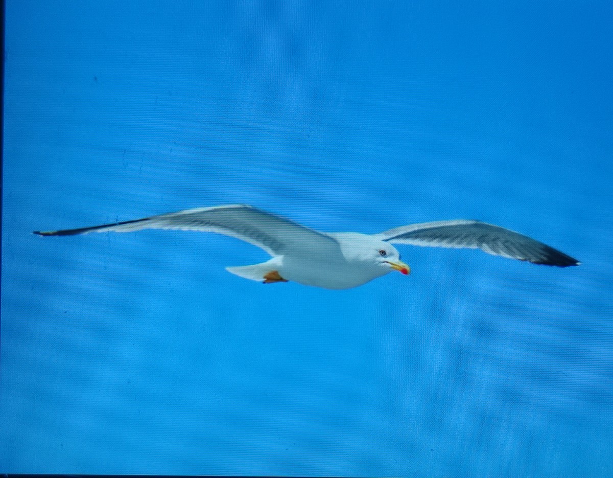 Yellow-legged Gull - ML620106067