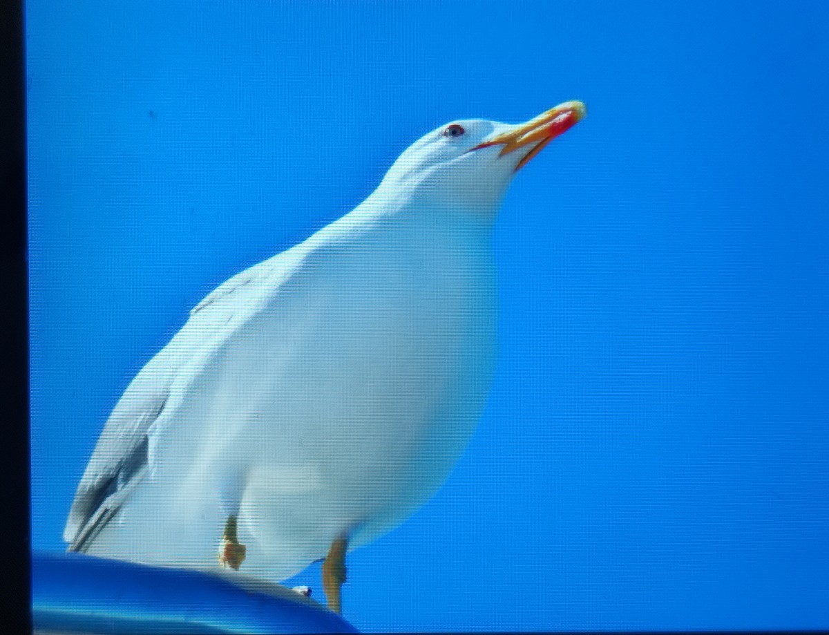 Yellow-legged Gull - ML620106072
