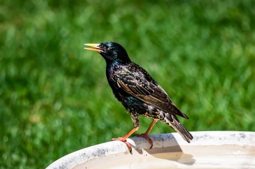 European Starling - ML620106075