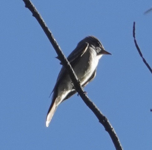 Western Wood-Pewee - ML620106077