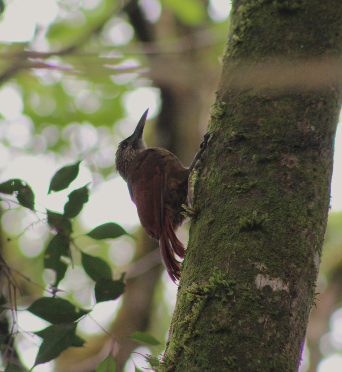 Strong-billed Woodcreeper - ML620106078