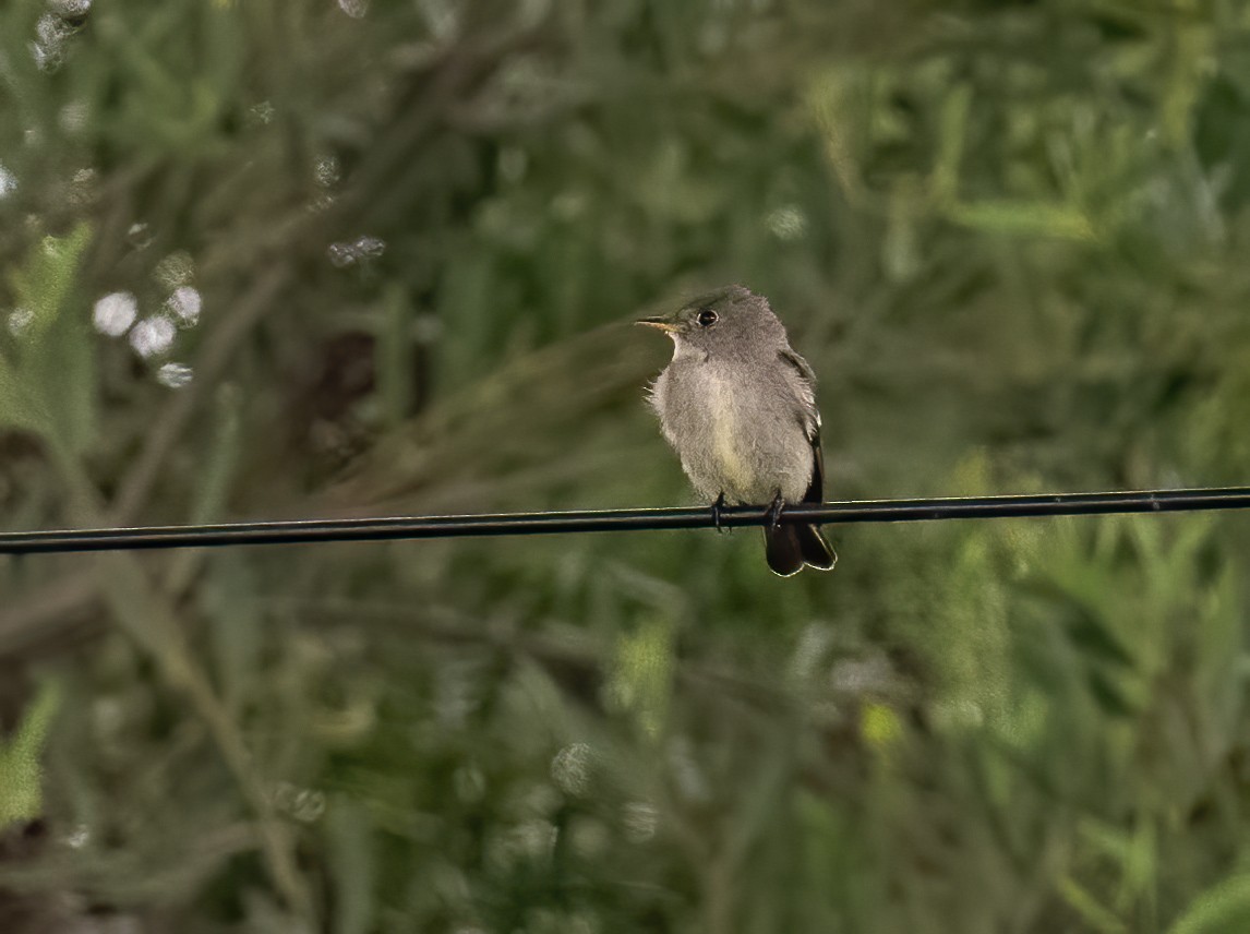 Eastern Wood-Pewee - ML620106079