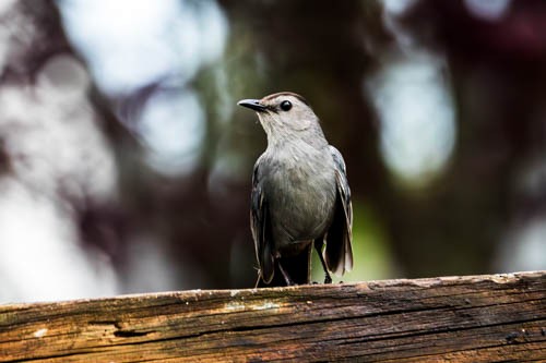 Gray Catbird - ML620106084